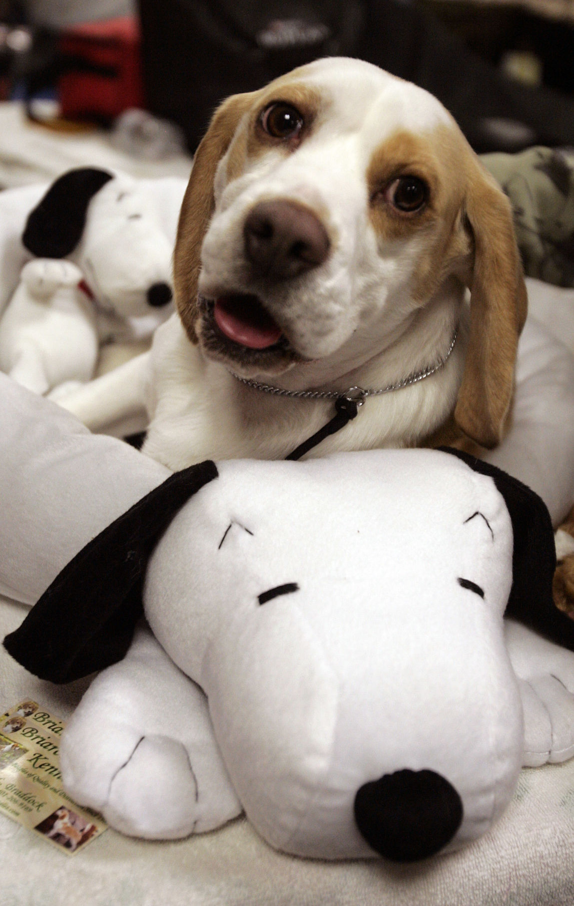 Westminster Dog Show